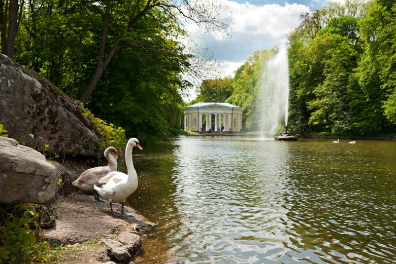 Cisnes no Sofiivka Park