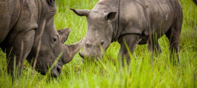 Excursión al santuario de rinocerontes Ziwa