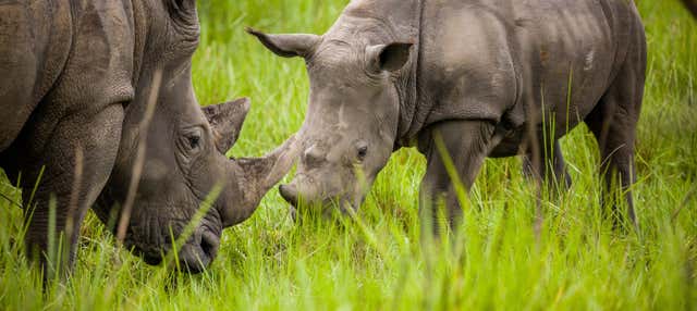 Excursion au sanctuaire des rhinocéros de Ziwa