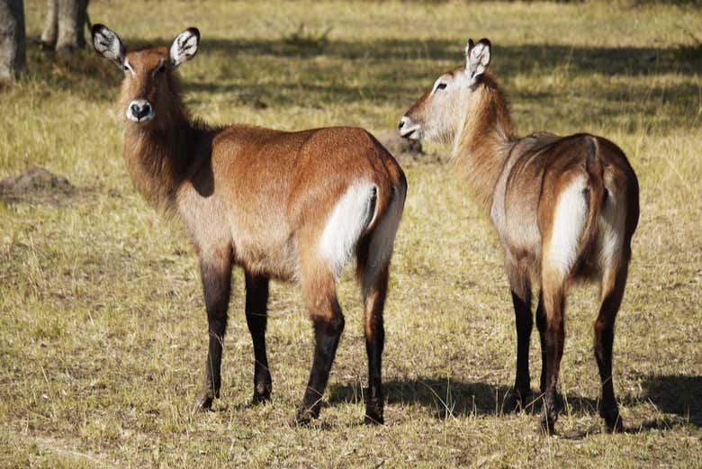 Safari in Lake Mburo National Park