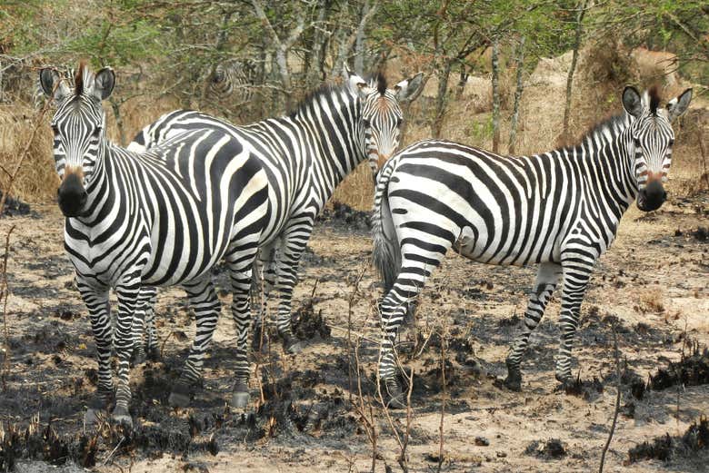 See zebras in Uganda
