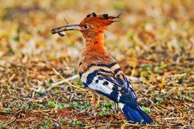 Check out other species as well