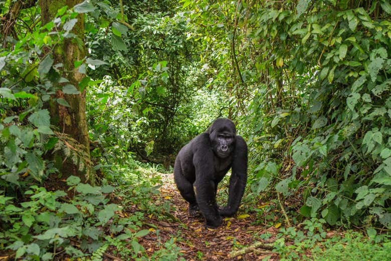 Un gorila en Bwindi