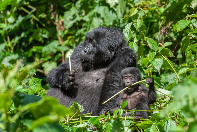 Conoscendo i gorilla dell'Uganda