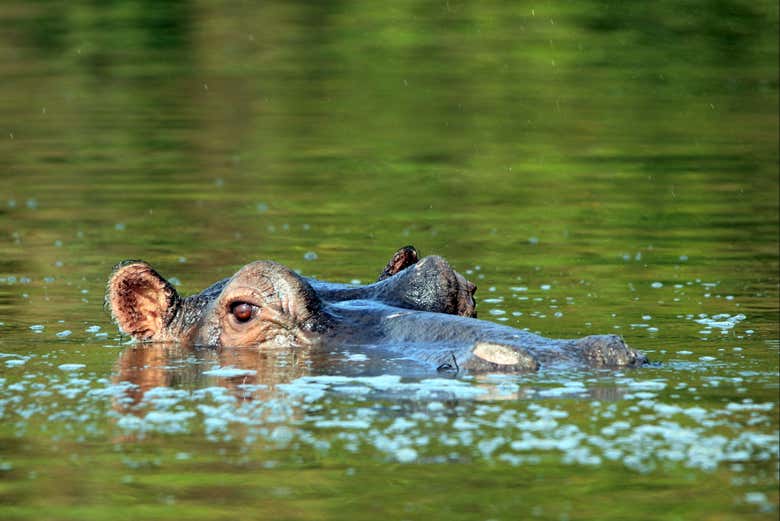 Un ippopotamo del Lago Mburo