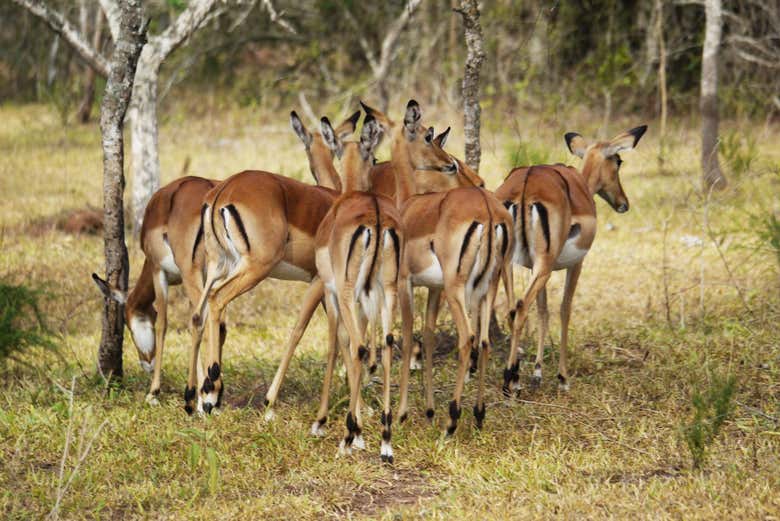 Impalas on safari at Lake Mburo