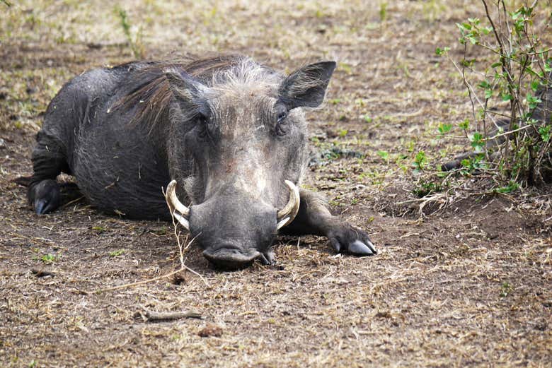 Wild boar at Lake Mburo