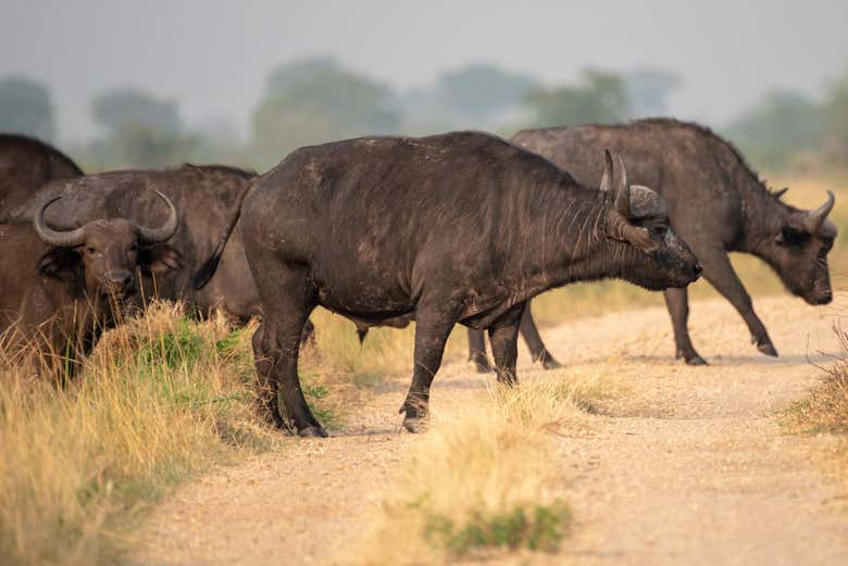 Marvel at the mighty buffaloes