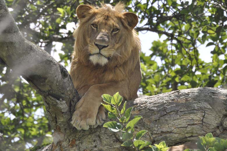 Lion in Lake Mburo
