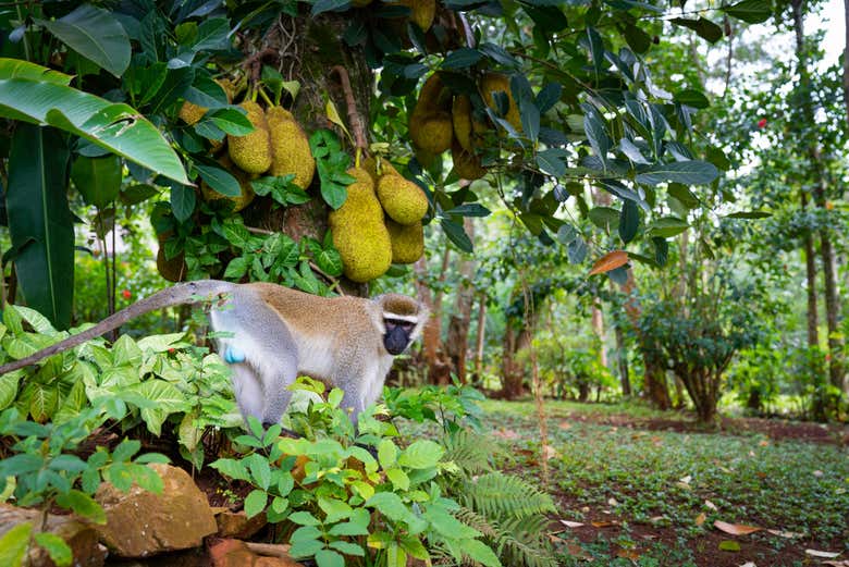 Un mono en el bosque de Mabira