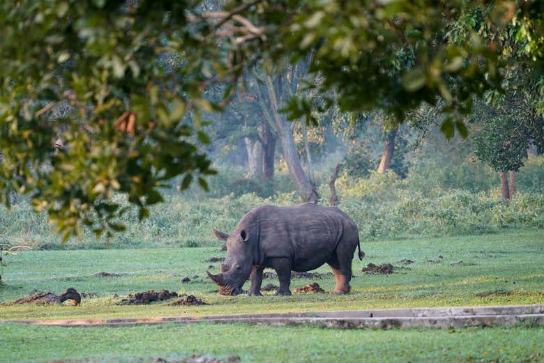 Santuario dei Rinoceronti Ziwa