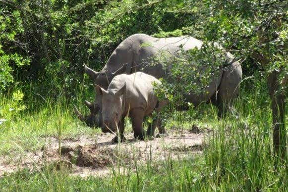 Stroll through the Ugandan wilderness