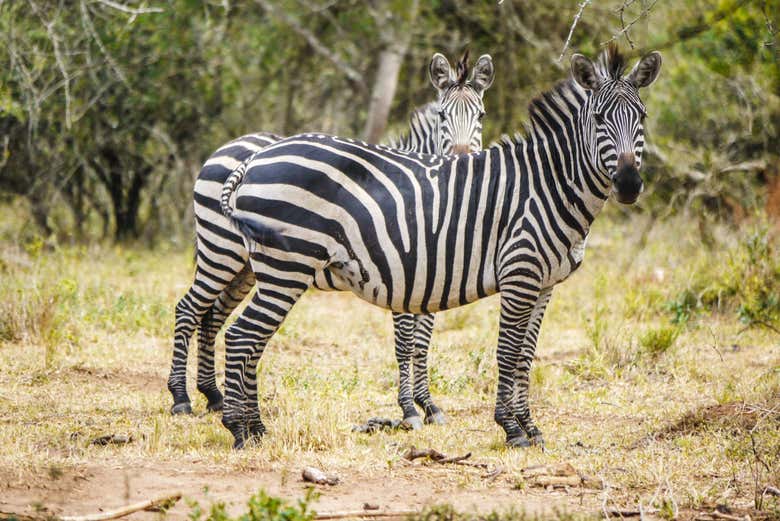 Zebras at Lake Mburo National Park