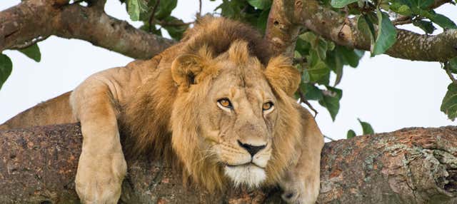 5-Day Safari in Uganda