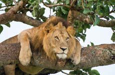 Safari de 5 jours dans le Parc National Queen Elizabeth