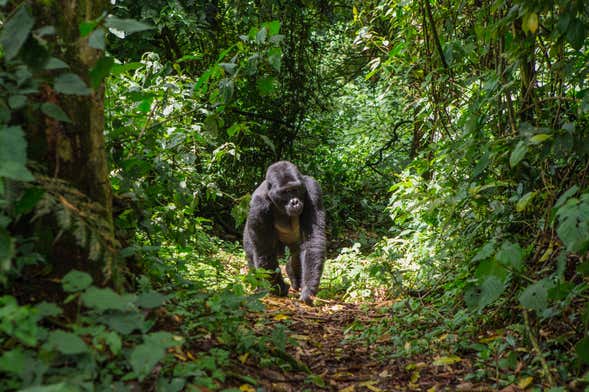 Tour de 10 días por lo mejor de Uganda