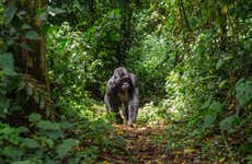 Circuit de 10 jours en Ouganda