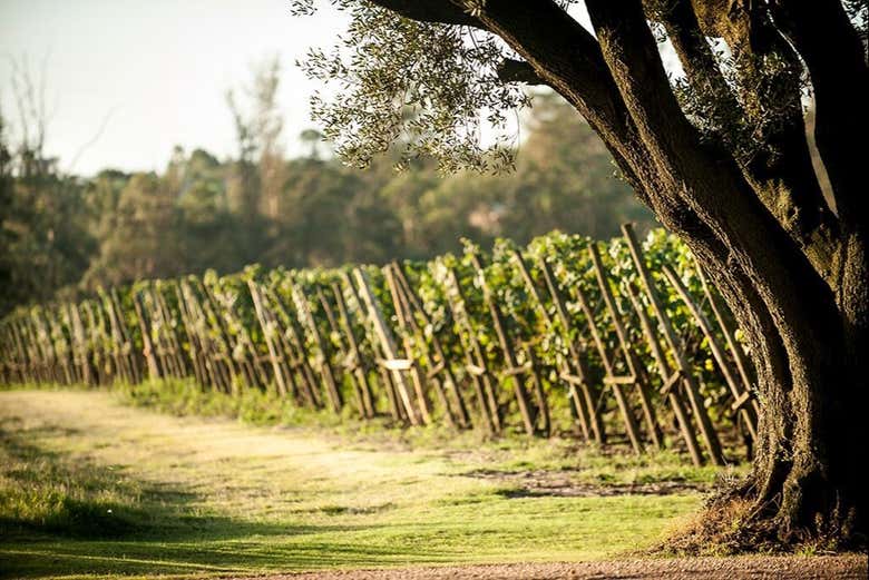 Viñedos de Viña Varela Zarranz