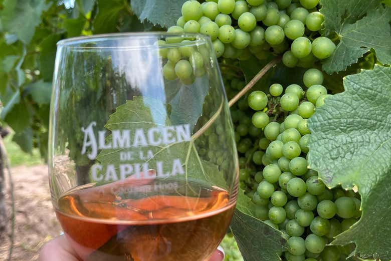 Probaréis exquisitos vinos en la bodega Cordano