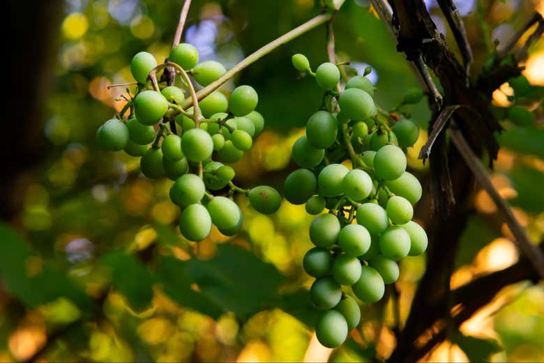 El fruto de la parra