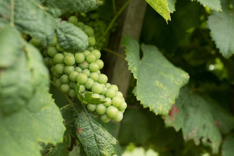 A bunch of delicious green grapes