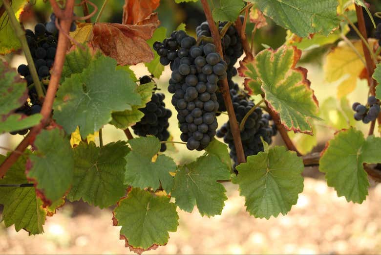 Conociendo los viñedos