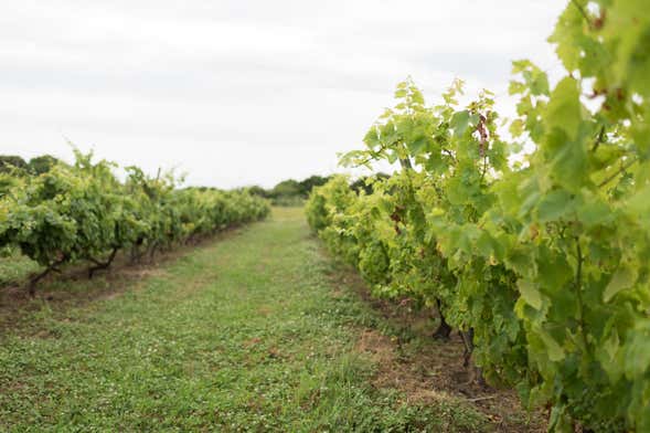 Carmelo Private Wine Tour