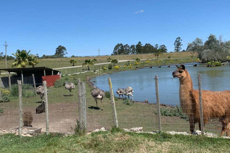 Animales en la finca El Terruño