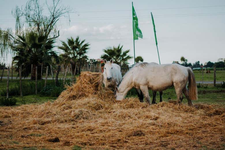 Los caballos que nos acompañarán en el paseo en calesa