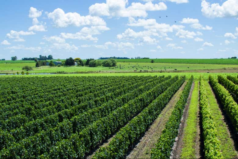 Vista panorâmica dos vinhedos