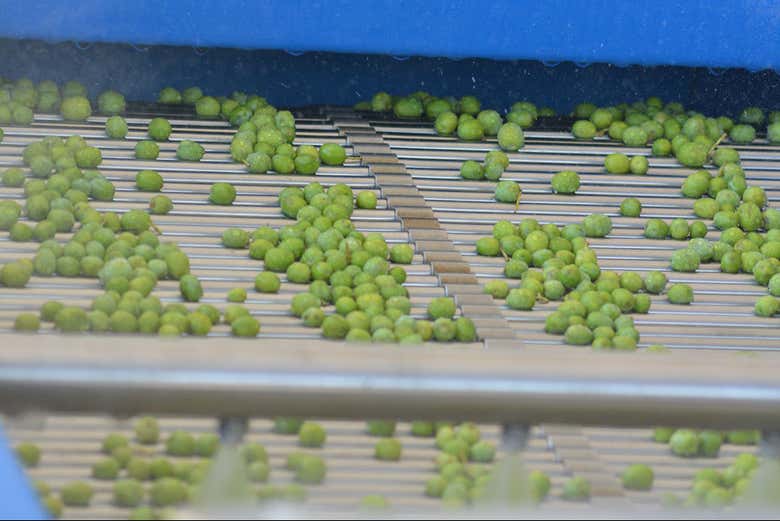 Selección de aceitunas 