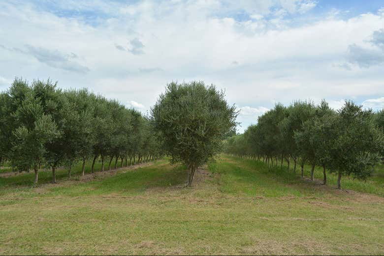 Campos en el Quintón