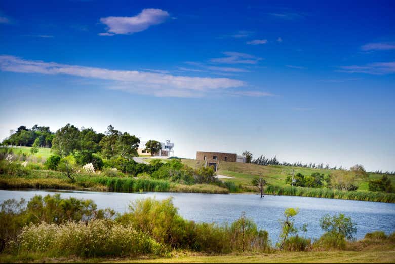 Paisaje de los viñedos y olivares del Quintón