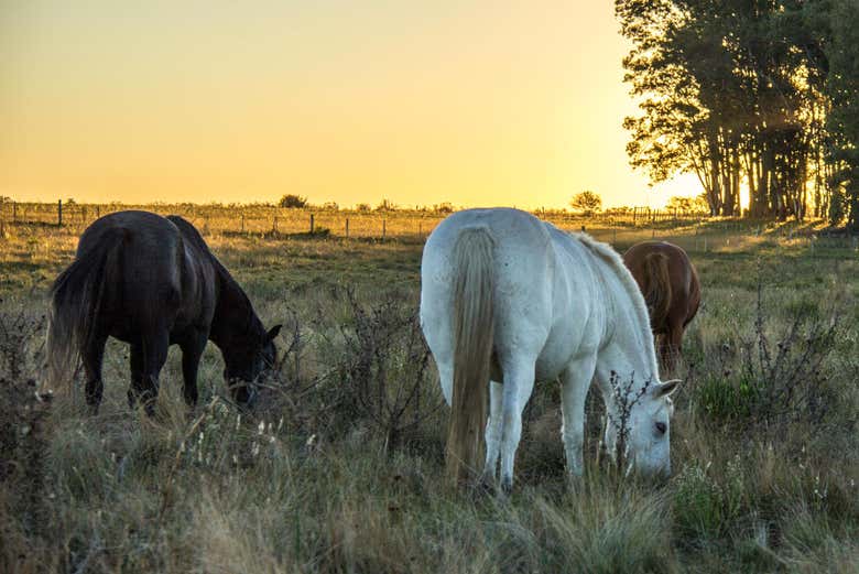 Horses in El Ceibo Ranch in Florida