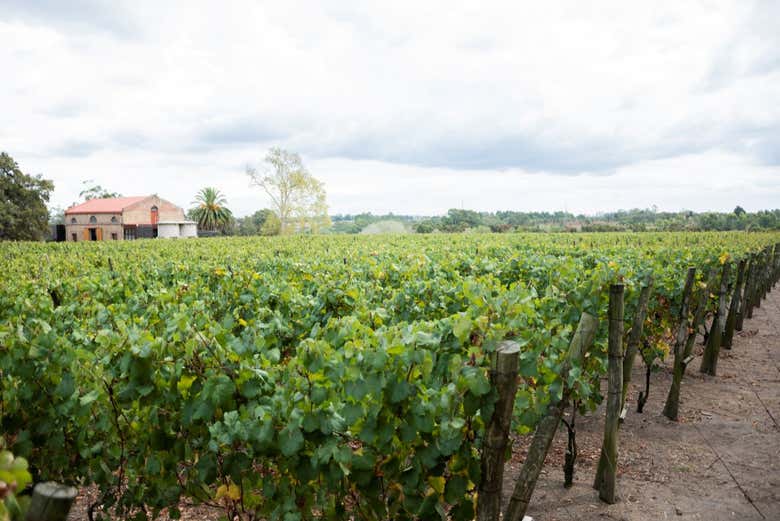 Learn about this family winery's cultivation technique