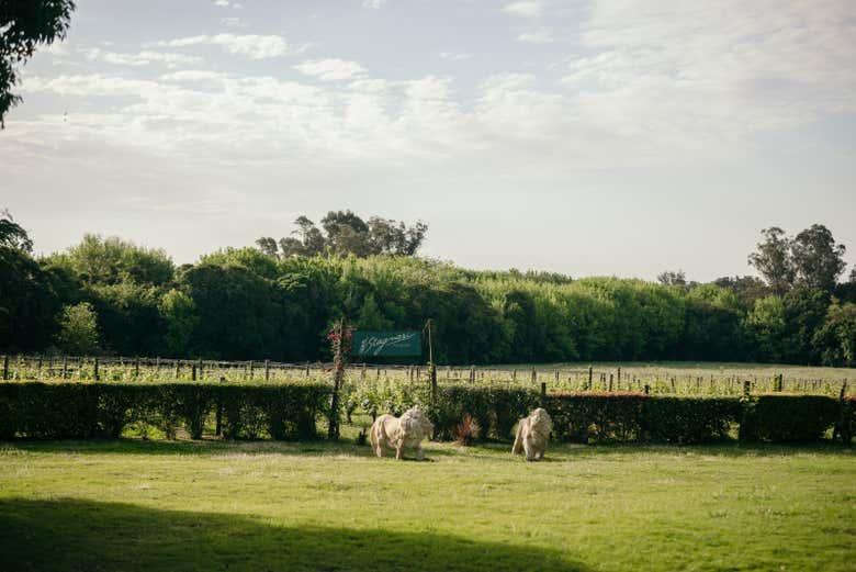 Entrada a la bodega H. Stagnari