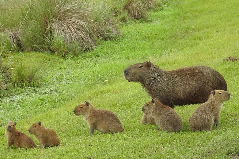 Un grupo de capibaras o carpinchos