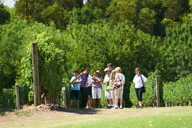 Walk through the vineyards