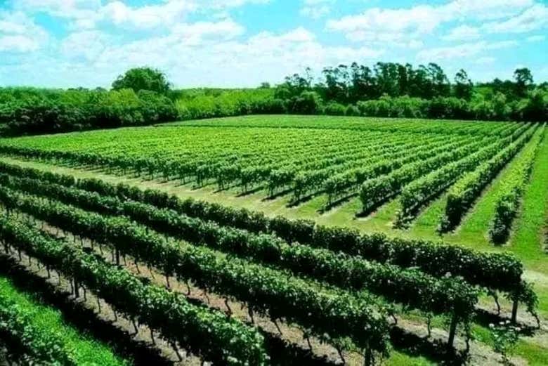 Viñedos de Colón