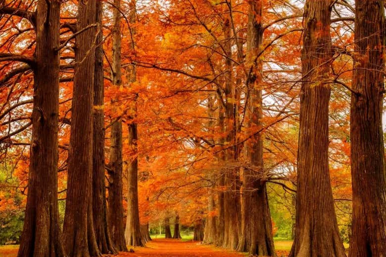 No outono, o Jardim Botânico do Prado é uma beleza
