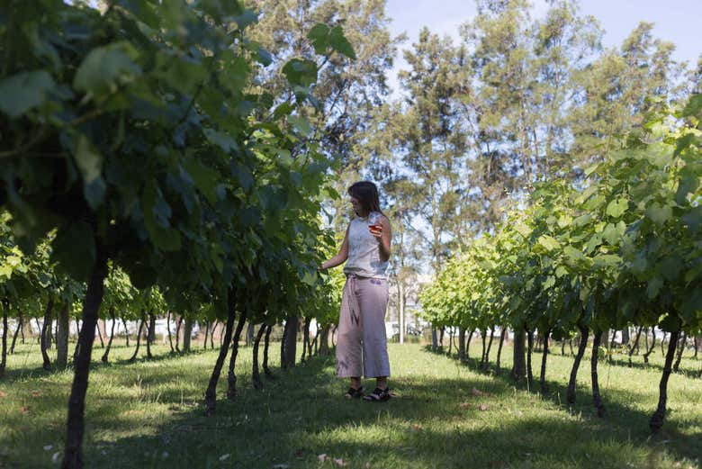 Vigna della cantina Bodegas Carrau