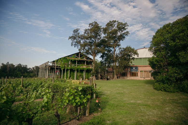 En H. Stagnari conoceremos uno de los Tannat más premiados