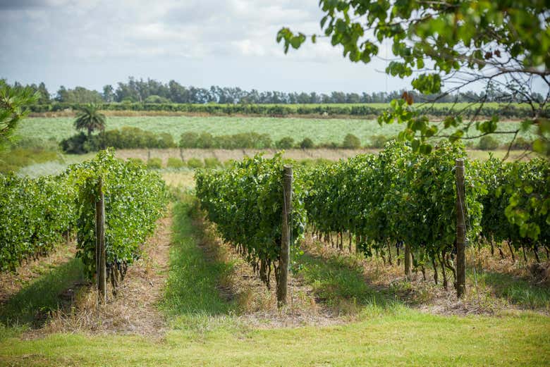 Viñedo de Spinoglio