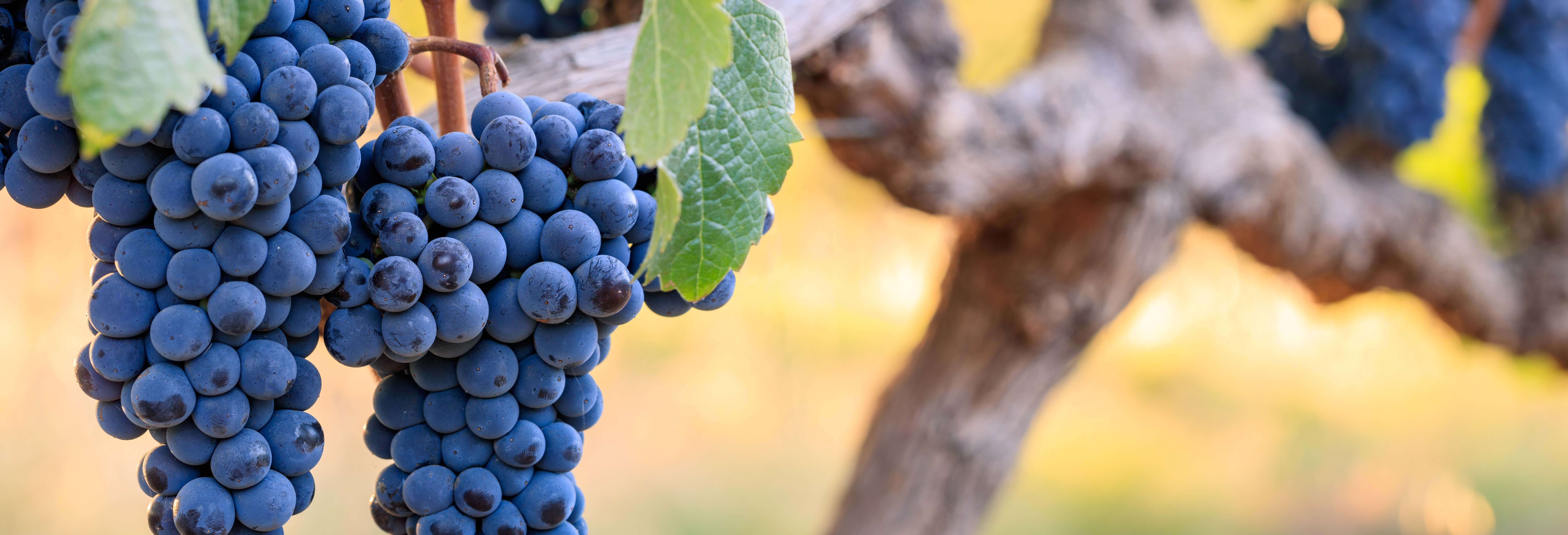 Gastronomia e enoturismo em Montevidéu 