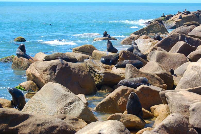 Os lobos marinhos das ilhas Torres