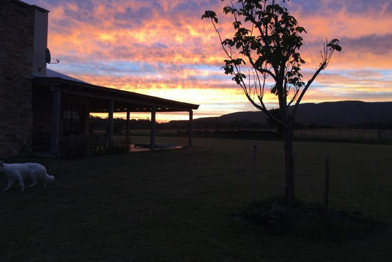 Olivos de las Ánimas durante el atardecer