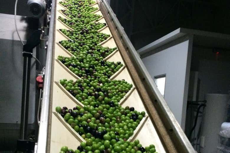 Conoceremos el trabajo en la almazara de Olivos de las Ánimas