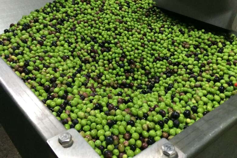 Olivas en una tolva de recepción en la almazara