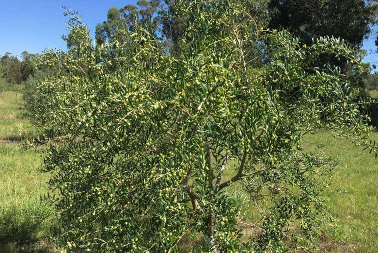 Recorreremos los olivares