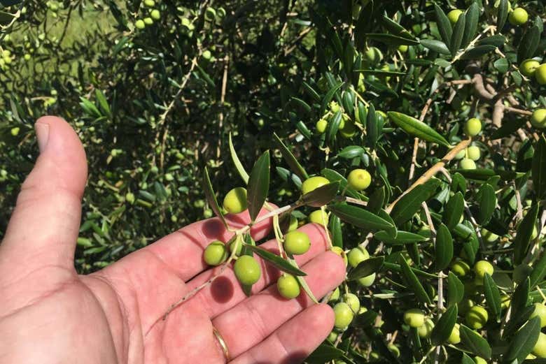 Seleccionando las olivas